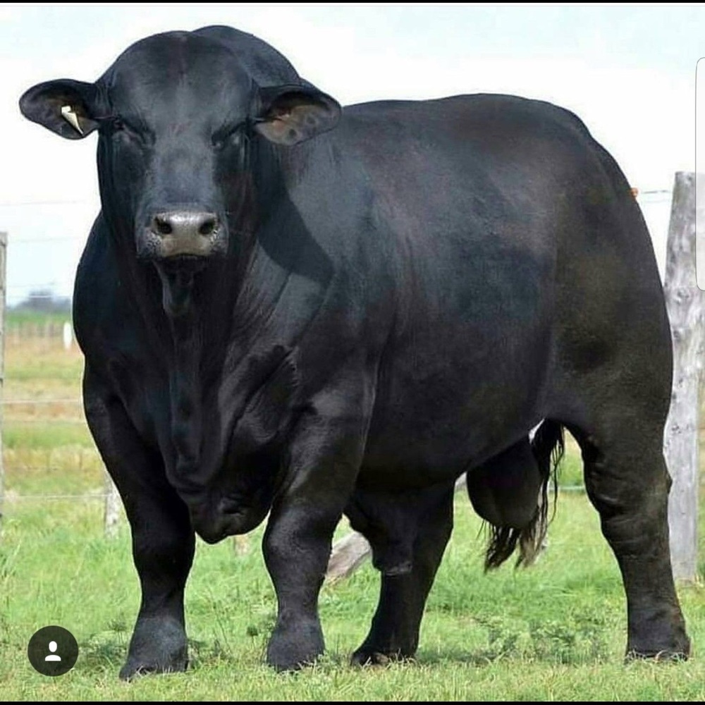 ♥️🌿🌱🐂🌱🌿♥️🌿🌱🐂🌱🌿♥️🌿🌱🐂 - Picture 10 of 16